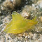 Geographic sea hare (Syphonota geographica) - 49116056997.jpg