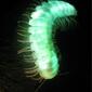 Glowing millipede.jpg