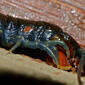 Blue-legged Centipede (Ethmostigmus trigonopodus) eating close-up ...