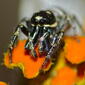 Jumping Spider (Salticus propinquus)