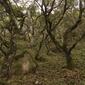 Oak forest understory habitat of Illacme plenipes - ZooKeys-241-077-g011-bottom.jpg