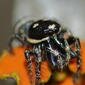 Jumping Spider (Salticus propinquus)