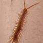 Common centipede (3310645508).jpg