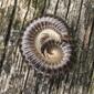 White-legged Snake Millipede, Tachypodoiulus niger