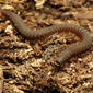 Crested Millipede (34169037375) (2).jpg