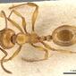 Aphaenogaster holtzi (casent0904178) dorsal