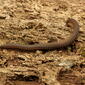 Crested Millipede (48801675972).jpg