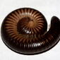 millipede