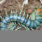 Scolopendra polymorpha (3333989283).jpg