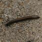 Ommatoiulus sabulosus (The Striped Millipede)