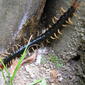 Scolopendra subspinipes mutilans1.jpg