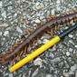 Scolopendra cingulata (Thailand).jpg