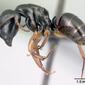 Camponotus alamaina (casent0179431) profile