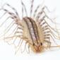 house centipede