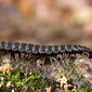 Flat-backed (tractor) millipede (Polydesmus angustus).jpg