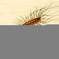 house centipede