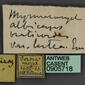 Cataglyphis livida (casent0905718) label