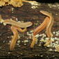 Brachycybe Colony.jpg