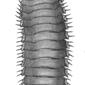 Rhysodesmus dasypus, de Castelnau myriapodes.jpg