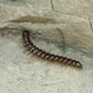 rock millipede