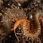 Male - active - head end - lateral view - close-up - highly enlarged