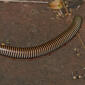 Yellow-banded Black Millipede (Doratogonus flavifilis)