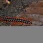 Flat-backed Millipede (Paradoxosomatidae)