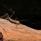 Long-legged Centipede (Thereuopoda longicornis)