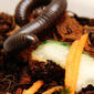 Munching Millipede