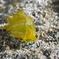 Geographic sea hare (Syphonota geographica) - 49116056757.jpg