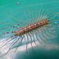 House centipede. Scutigera coleoptrata