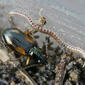 File:Bembidion (Ocydromus) tetracolum + Blaniulus guttulatus (2009-04-29).jpg