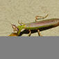 Hymenopodid Mantis (Otomantis scutigera)