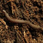 Crested Millipede (34169038675).jpg