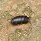 Arthrosphaeridae 8245.jpg