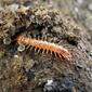 Banded Centipede - Lithobius variegatus - Flickr - gailhampshire (1).jpg