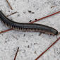 Florida Ivory Millipede (Chicobolus spinigerus)