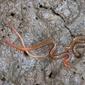 Strigamia maritima, River Lynher, Cornwall, UK