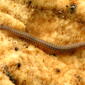 Crested Millipede (49161463852).jpg