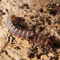 Millipede. Polydesmus angustatus - Flickr - gailhampshire.jpg