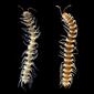 Desmoxytes pair.jpg