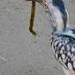 Southern Red-billed Hornbill (Tockus rufirostris) catching a Blue-legged Centipede (Ethmostigmus trigonopodus)