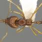 Acanthognathus brevicornis (casent0280684) dorsal