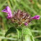 20140625Clinopodium vulgare2.jpg