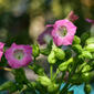 Nicotiana tabacum (Solanaceae)