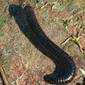 Snake Millipede, Cylindroiulus caeruleocinctus