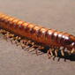 Paradoxosomatidae&gt;Antichiropus? Millipede 0116