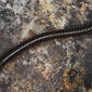 American Dusky Millipedes Genus Bollmaniulus (24876877760).jpg