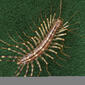 Scutigera coleoptrata, house centipede, April 5, 2013