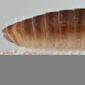 Female - tail end - lateral view - magnified - silver background